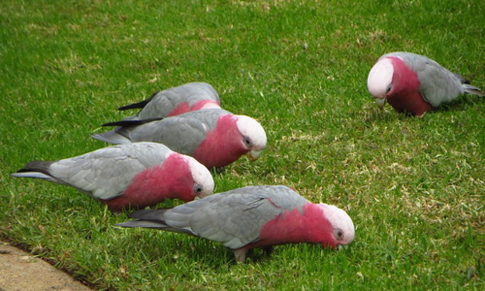 Wagga Wagga Botanic Gardens (8) – galahs