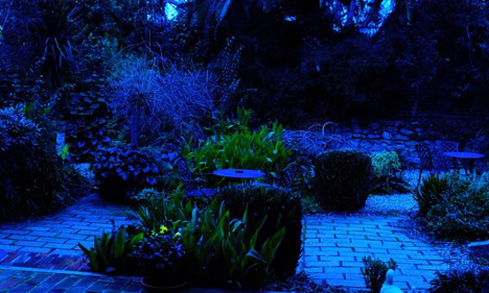 Garden at dusk. Wagga Wagga NSW Aus