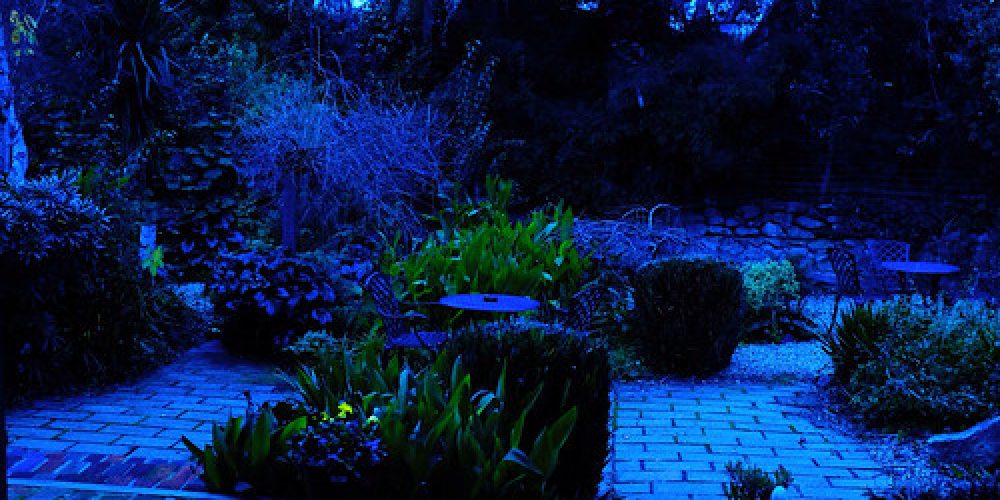 Garden at dusk. Wagga Wagga NSW Aus