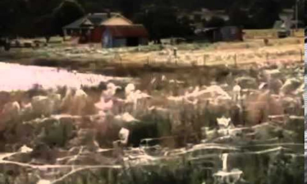 Spiders Cover Entire Fields in Cobwebs to Escape Flood Waters  Australia Wagga Wagga