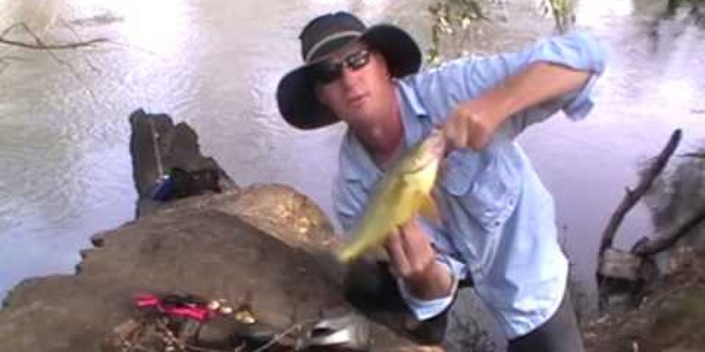 Golden perch catch and release on Ausspin lures .Wagga Wagga