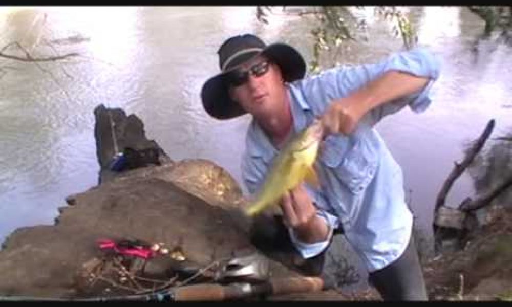 Golden perch catch and release on Ausspin lures .Wagga Wagga