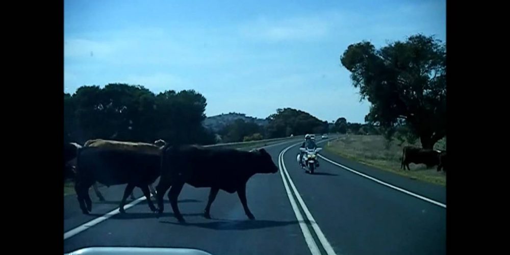 Cows on the road in Wagga Wagga