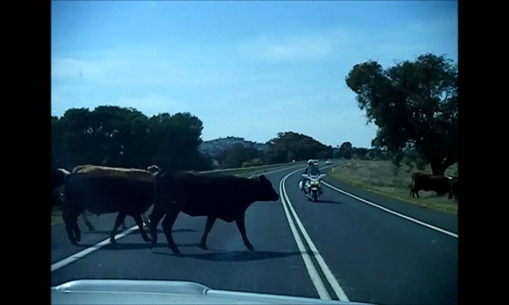 Cows on the road in Wagga Wagga