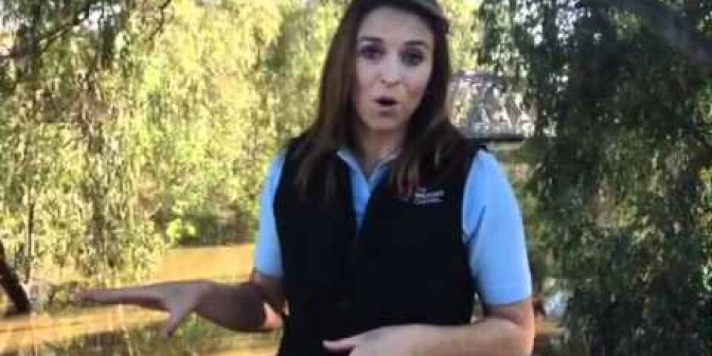 OnLocation Blog – Flooding in Wagga Wagga – Part 2