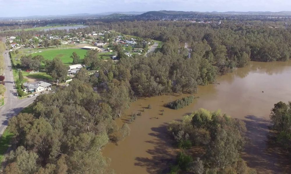 Wagga Wagga 2016 Flood – Wiradjuri Reserve – Black Swan