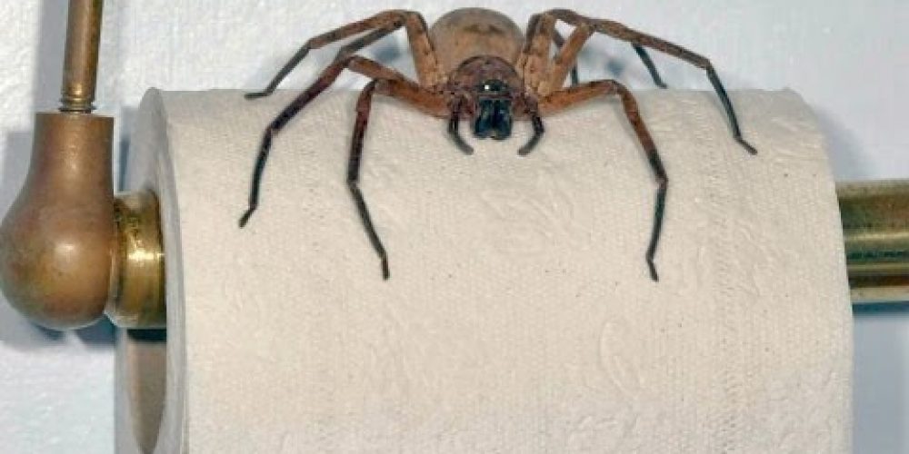 BACKPACKER WARNING! GIANT AUSTRALIAN SPIDERS!!