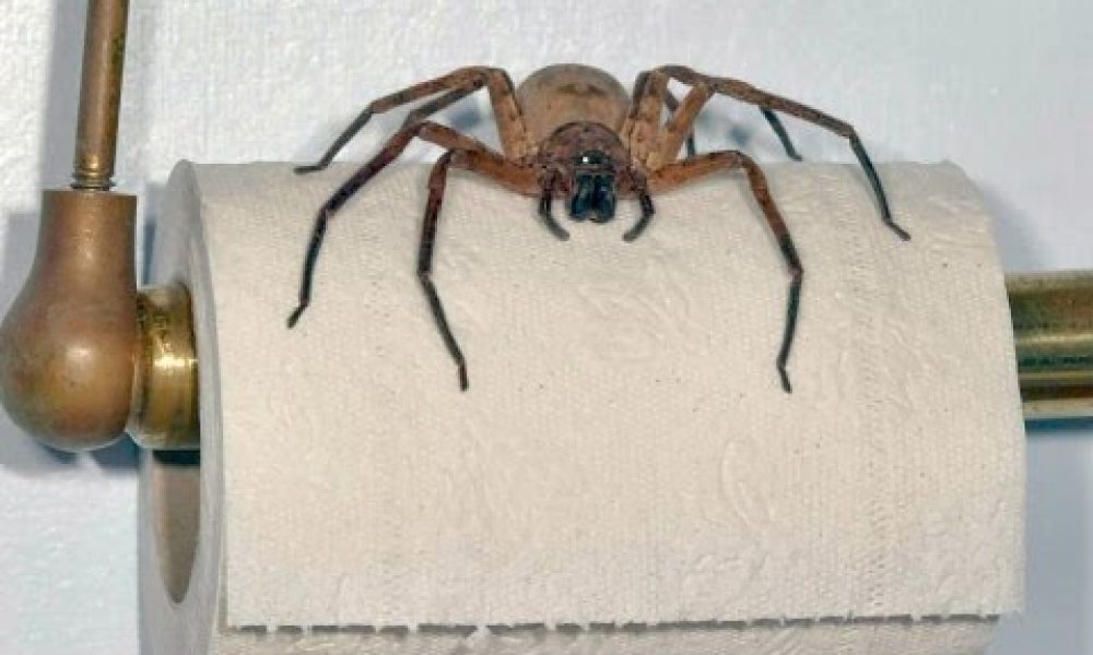 BACKPACKER WARNING! GIANT AUSTRALIAN SPIDERS!!