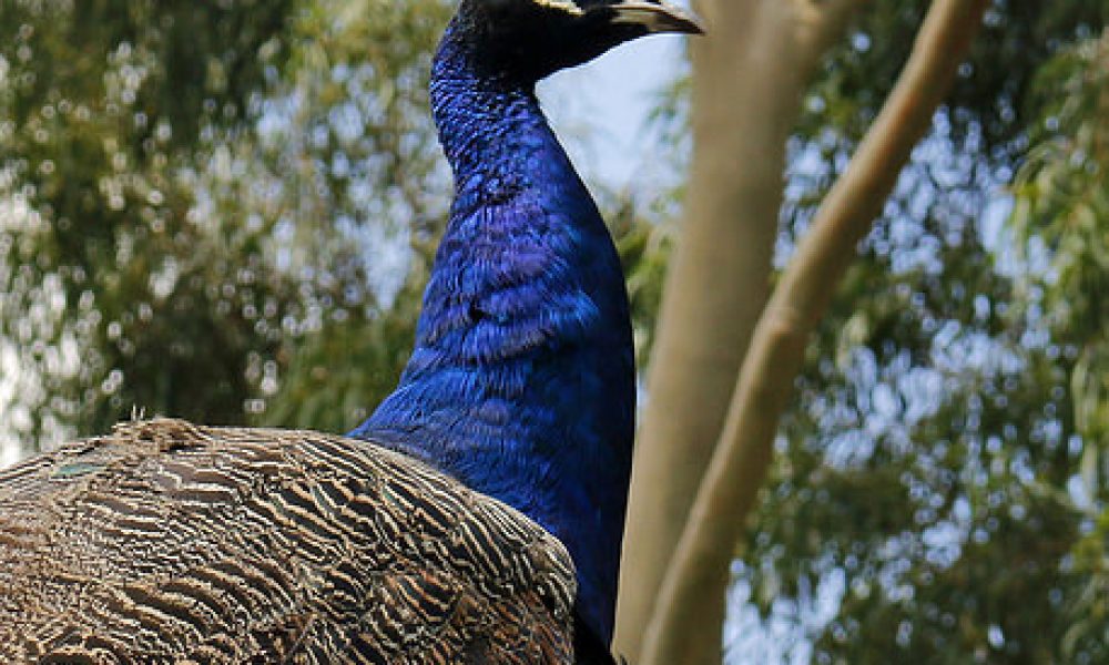 Botanical Gardens Wagga Wagga NSW