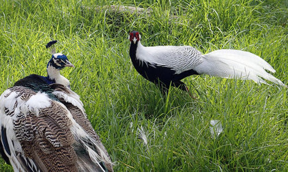 Botanical Gardens Wagga Wagga NSW