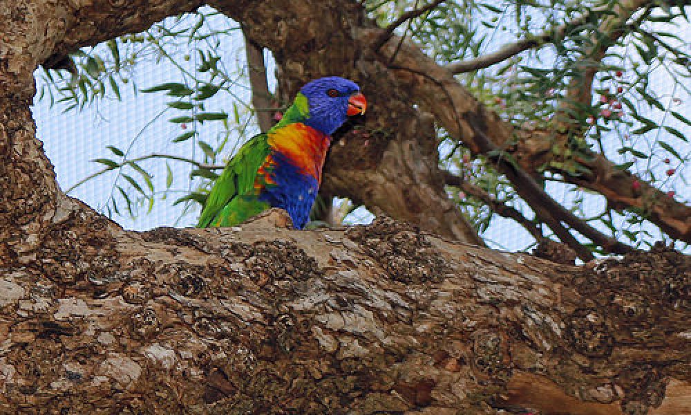 Botanical Gardens Wagga Wagga NSW