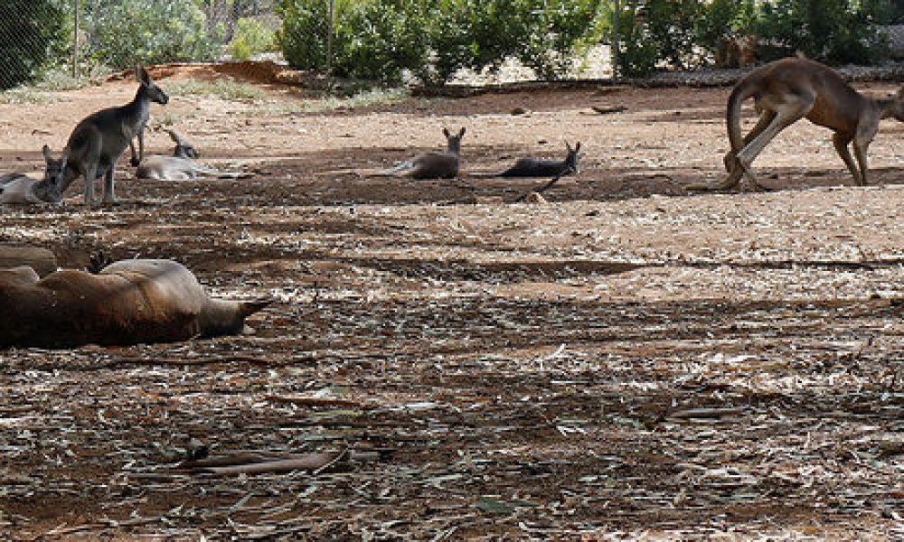 Botanical Gardens Wagga Wagga NSW