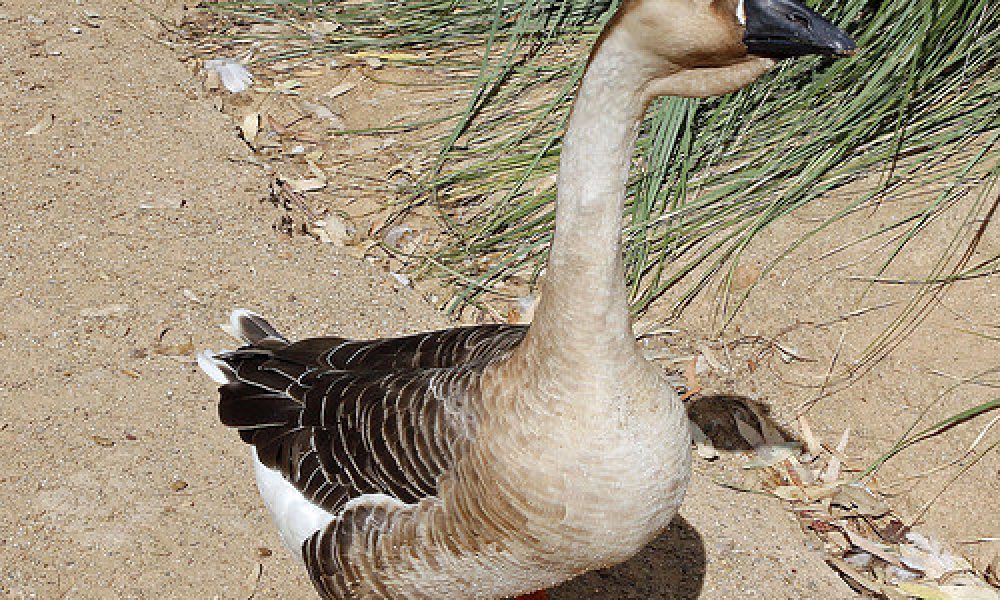 Botanical Gardens Wagga Wagga NSW