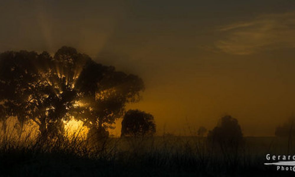 Misty Sunrise || Wagga Wagga || NSW