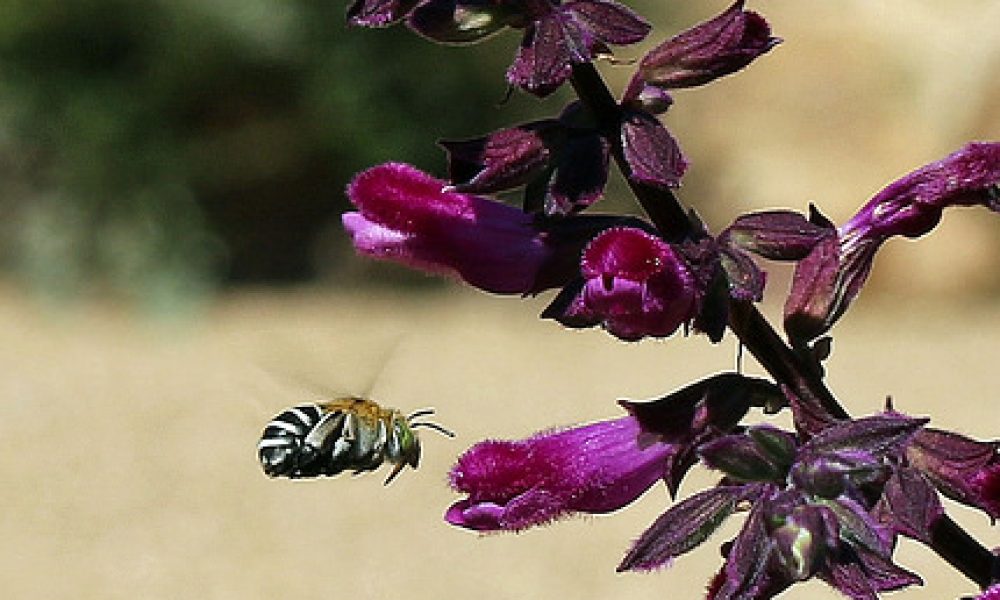 Botanical Gardens Wagga Wagga NSW