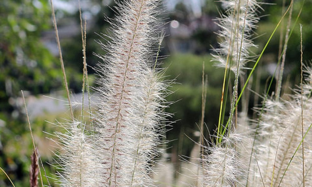 Botanical Gardens Wagga Wagga NSW