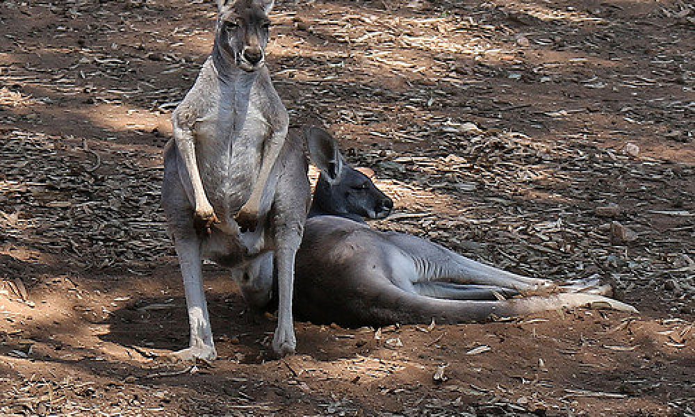 Botanical Gardens Wagga Wagga NSW