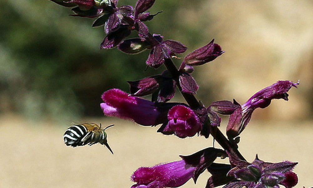 Botanical Gardens Wagga Wagga NSW