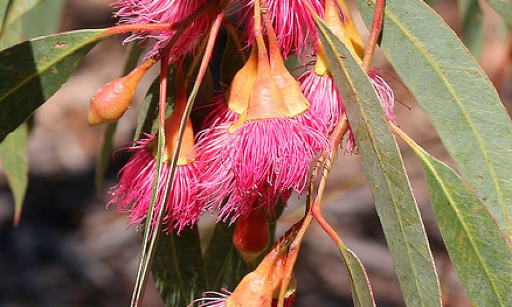 Botanical Gardens Wagga Wagga NSW