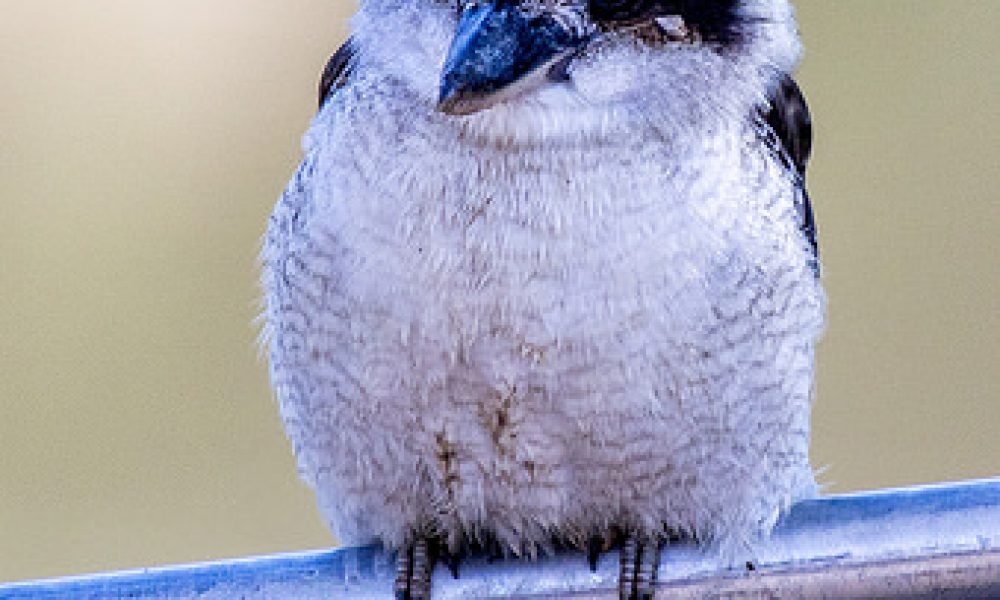 Kookaburra – Wagga Wagga NSW