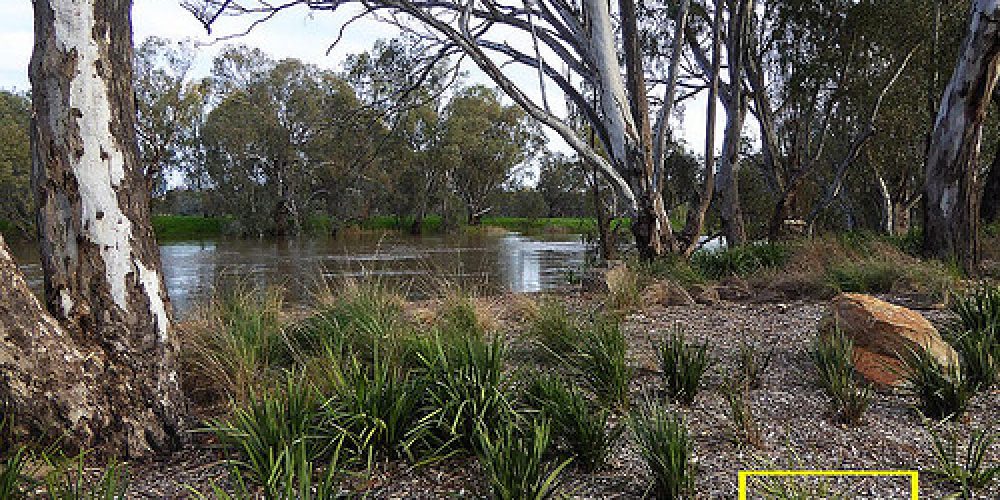 River Sorrow_Wagga Wagga, NSW 8Sep2016