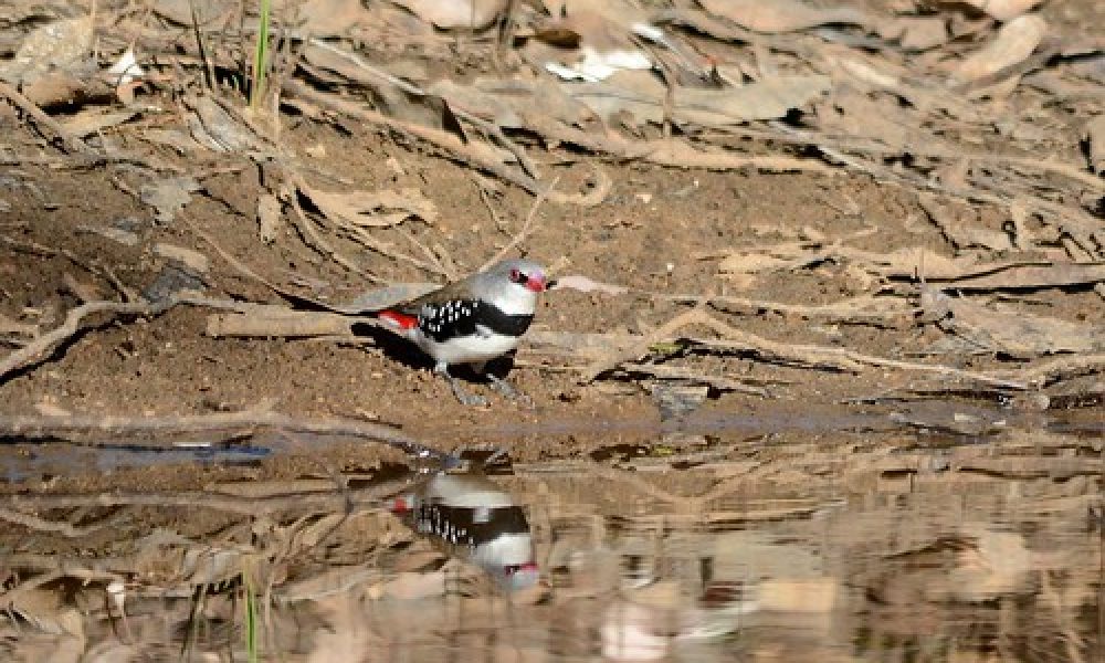 Diamond Firetail