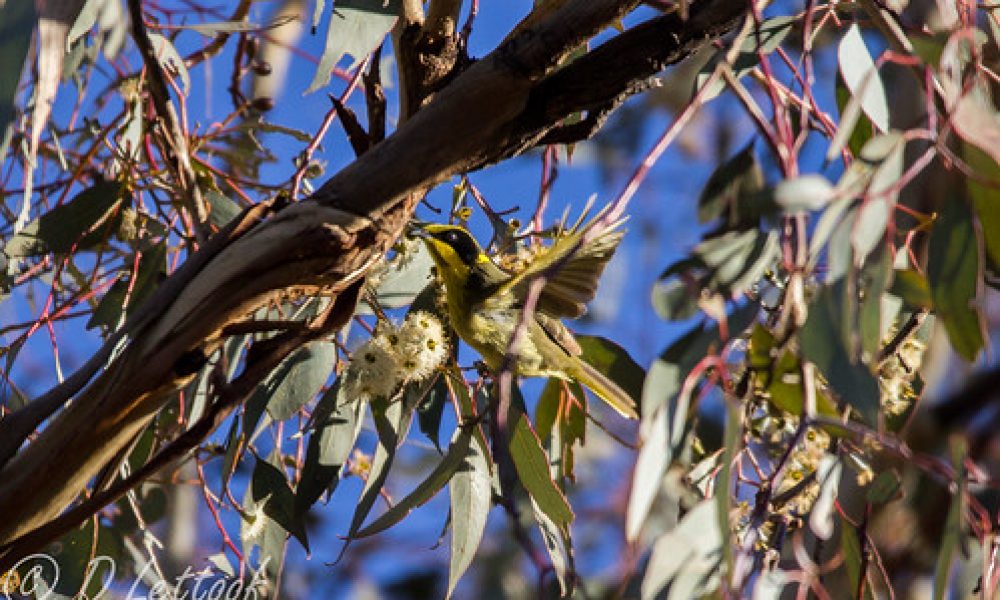 Yellow-tufted honeyeater, Wagga wagga, NSW