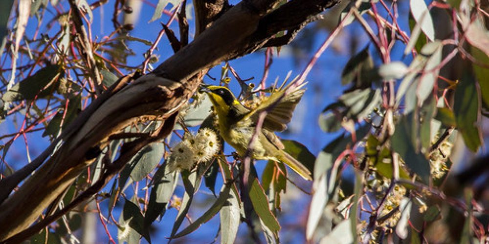 Yellow-tufted honeyeater, Wagga wagga, NSW