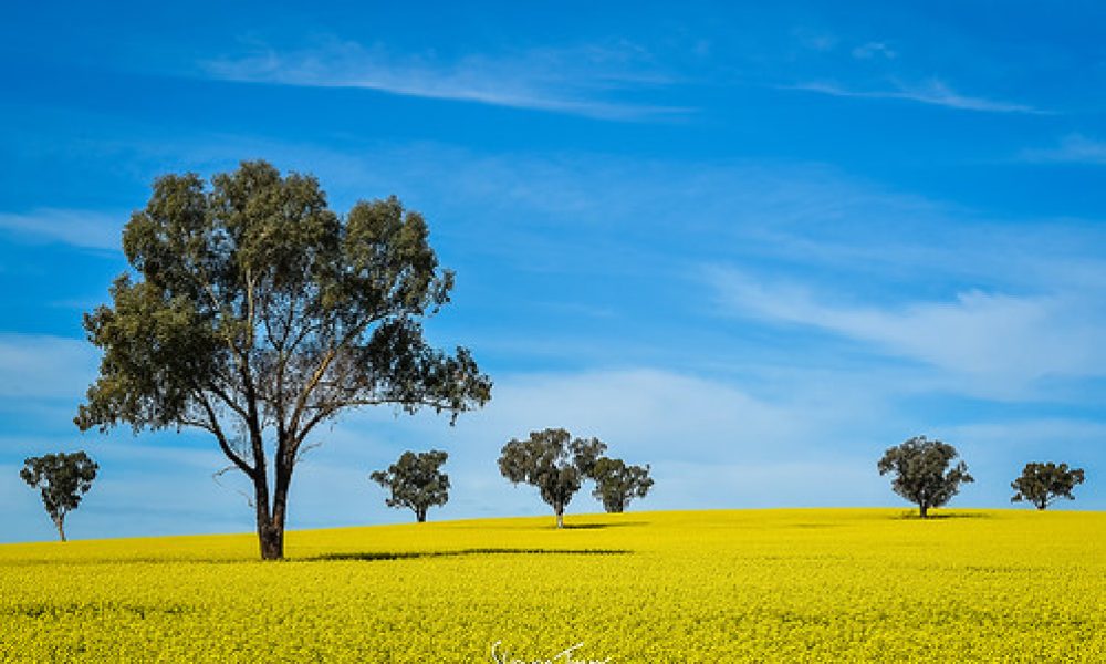 Riverina Canola 3