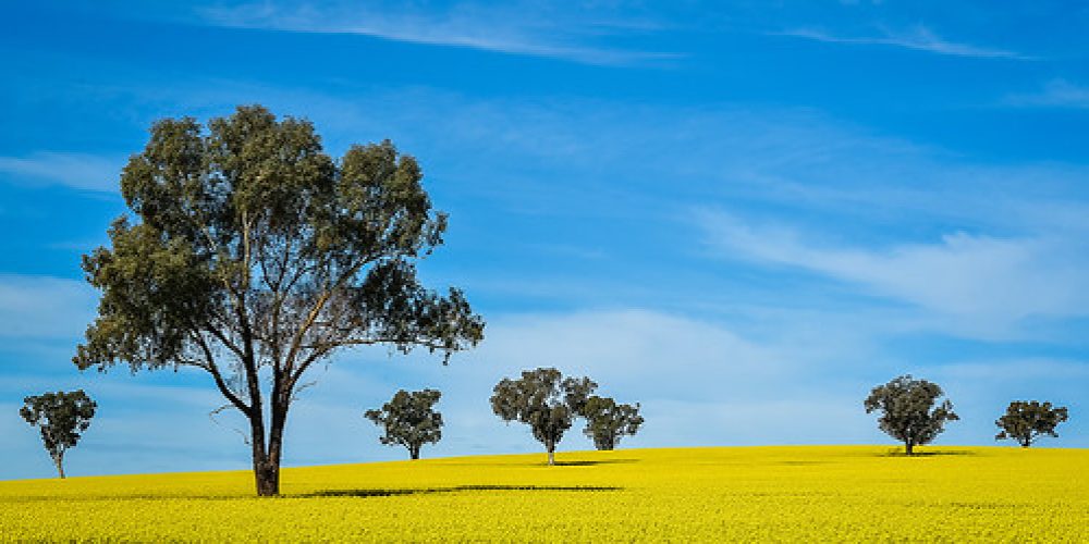 Riverina Canola 3