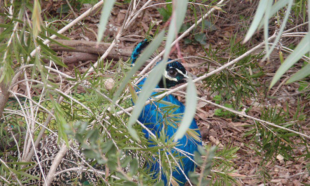 P8230085 – Wagga Wagga, NSW