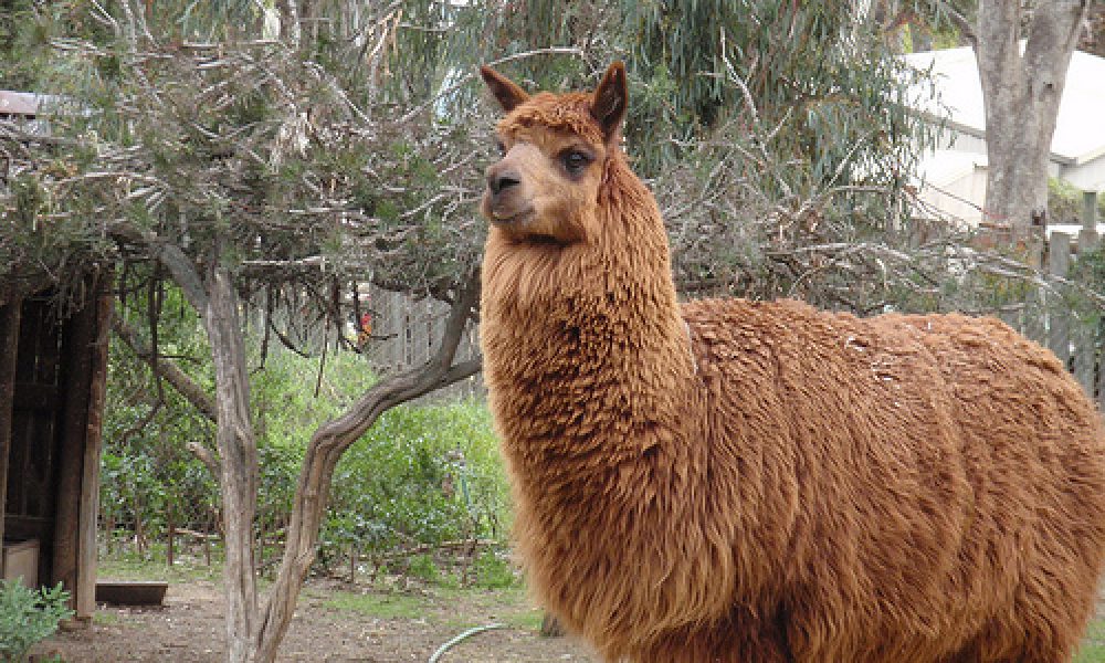 P8230095 – Wagga Wagga, NSW