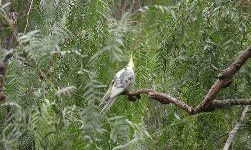 P8230109 – Wagga Wagga, NSW