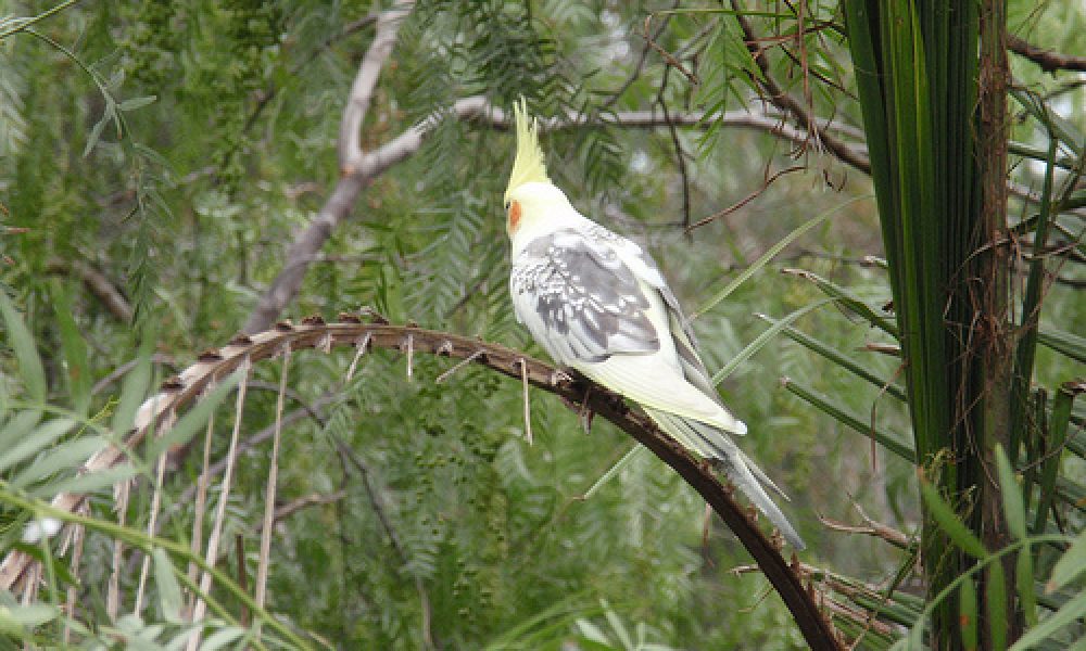 P8230108 – Wagga Wagga, NSW