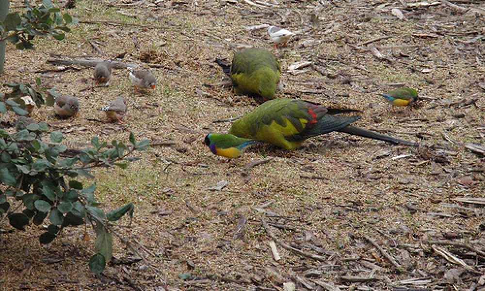 P8230101 – Wagga Wagga, NSW