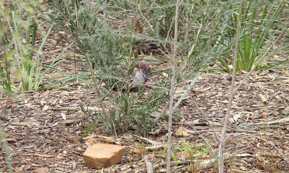 P8230121 – Wagga Wagga, NSW