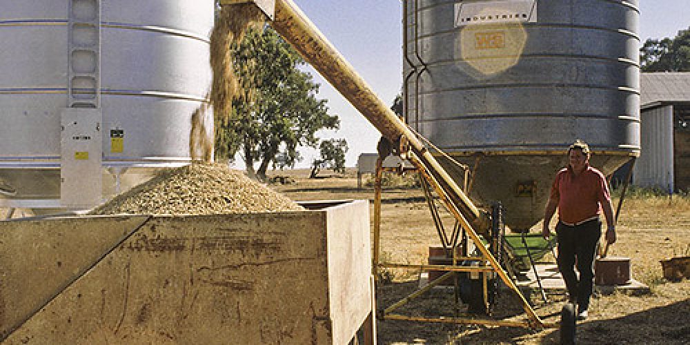 Preparing sheep feed, Wagga Wagga NSW