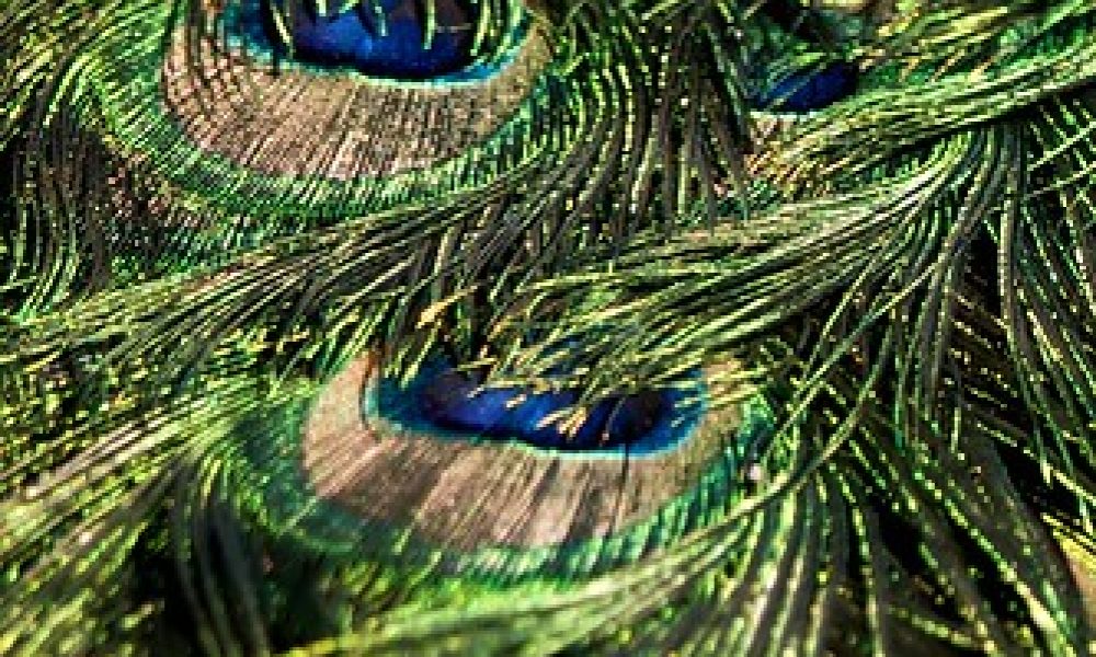 Peacock feathers up close