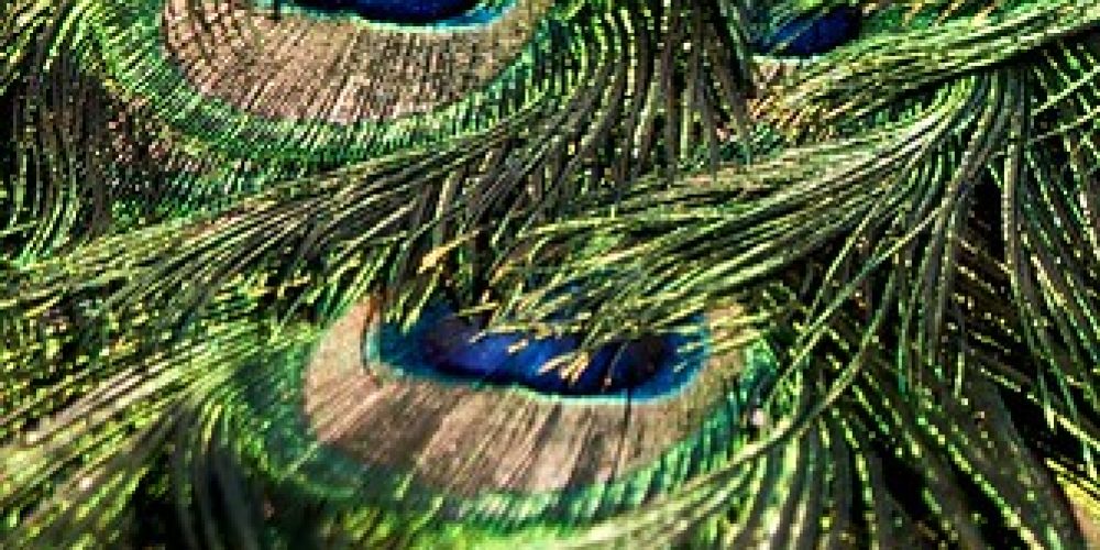 Peacock feathers up close