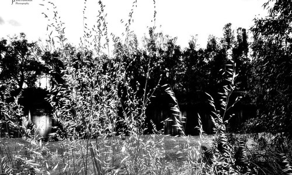Murrumbidgee grass
