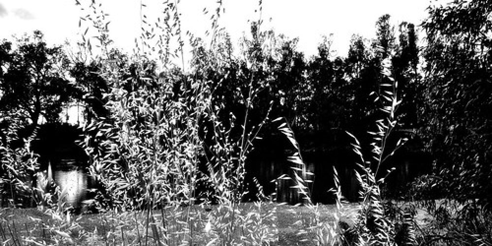 Murrumbidgee grass