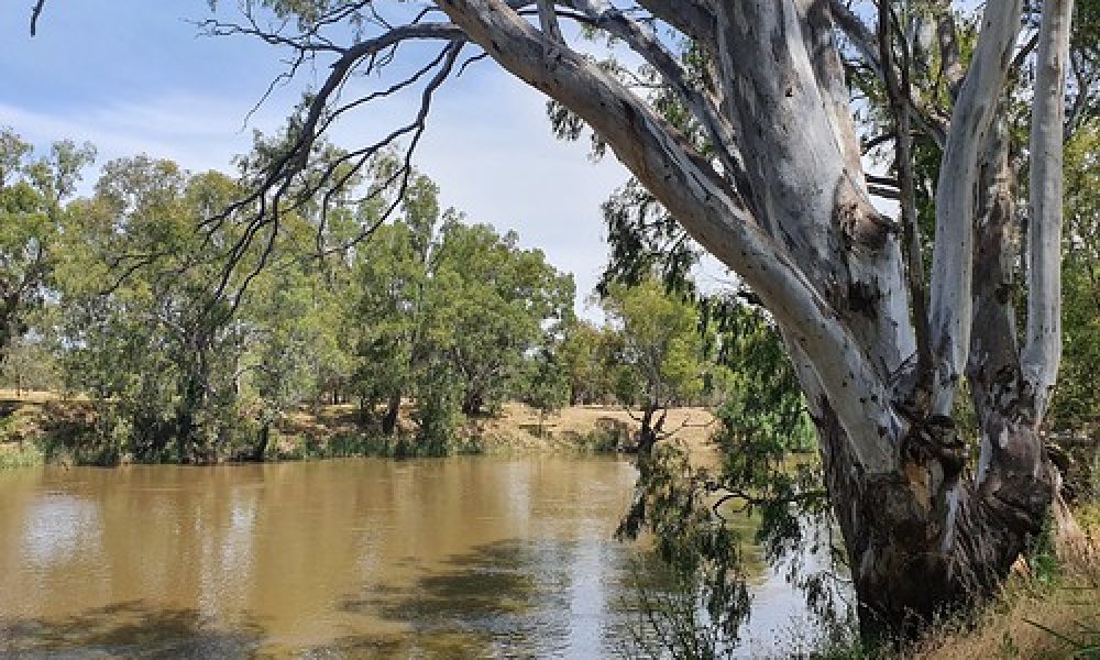 Murrumbidgee River;  Wagga Wagga, NSW.