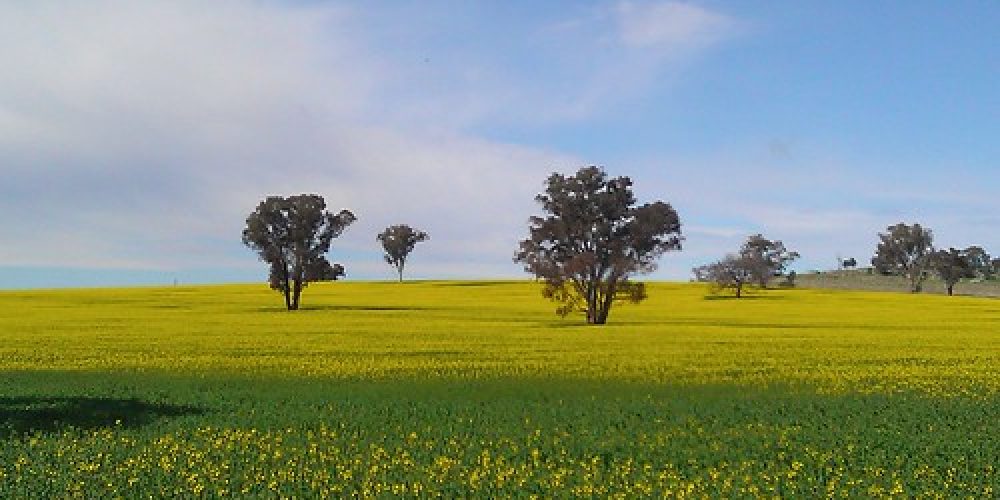 The beautiful, golden Canola fields near Wagga Wagga, NSW