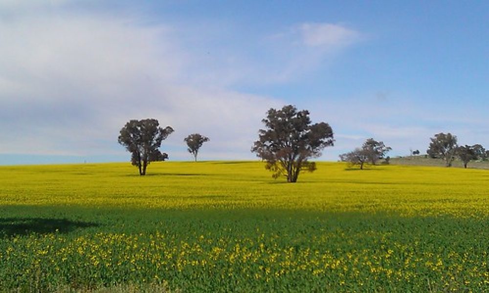 The beautiful, golden Canola fields near Wagga Wagga, NSW