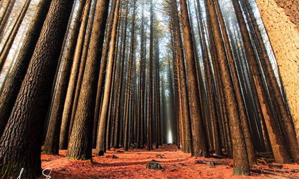 Sugar Pine Walk – Laurel Hill