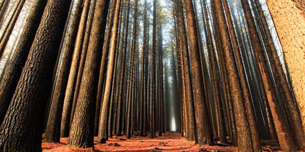 Sugar Pine Walk – Laurel Hill