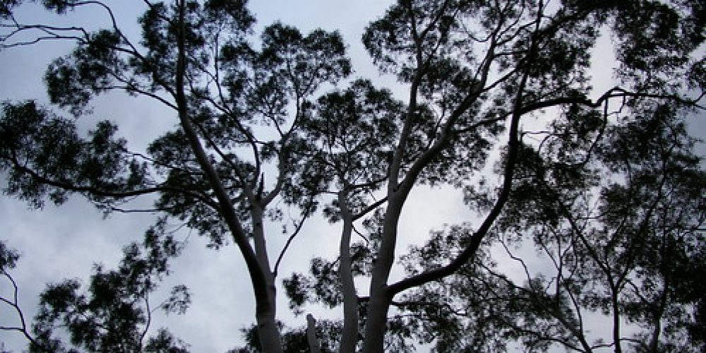 tree tops Botannical Gardens Wagga Wagga NSW