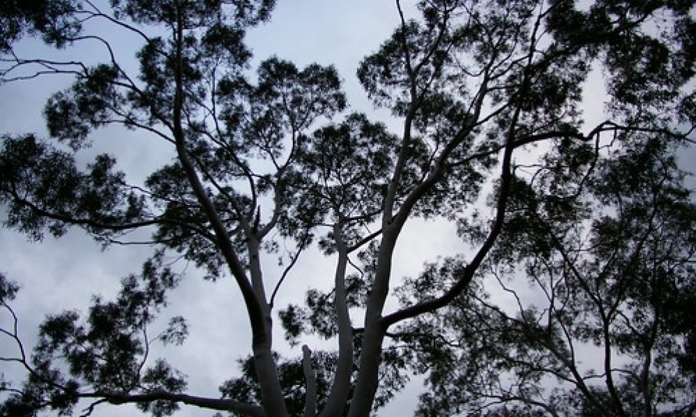 tree tops Botannical Gardens Wagga Wagga NSW