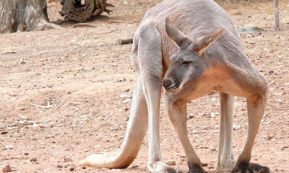 Ramona Kniepe – Red Kangaroo im Botanic Gardens, Wagga Wagga, NSW