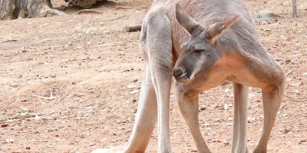 Ramona Kniepe – Red Kangaroo im Botanic Gardens, Wagga Wagga, NSW